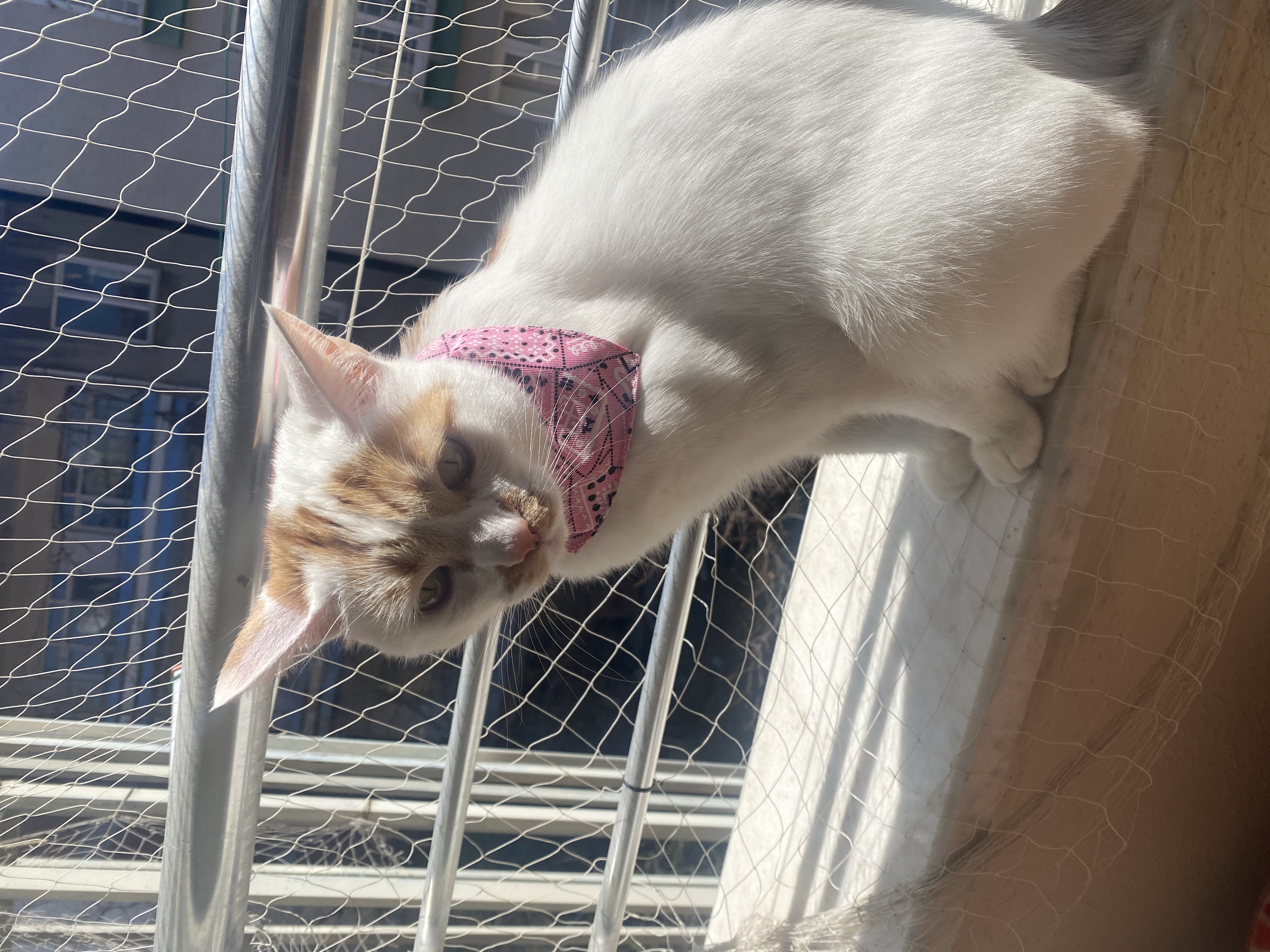 Buse Özcan